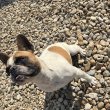 Eladó 1 éves kislány francia bulldog