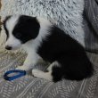 Border Collie Fajtajellegű (Fajtatiszta) kiskutyák