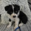 Border Collie Fajtajellegű (Fajtatiszta) kiskutyák