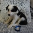 Border Collie Fajtajellegű (Fajtatiszta) kiskutyák