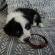 Border Collie Fajtajellegű (Fajtatiszta) kiskutyák