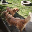 Golden retriever kölykök