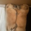 Golden retriever kölykök