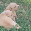 Golden retriever kölykök