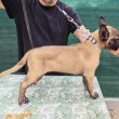 Malinois kölykök 