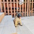 Malinois kölykök 