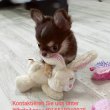Kedves emberek és nőstény csivavák