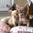 francia bulldog kölykök