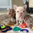 francia bulldog kölykök