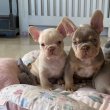 francia bulldog kölykök