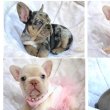 francia bulldog kölykök