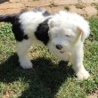 Bobtail szuka kiskutya eladó!