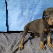 Dobermann kiskutyák
