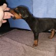 Dobermann kiskutyák