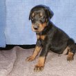 Dobermann kiskutyák