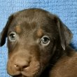 Dobermann kiskutyák