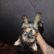 Eladó Extra mini yorki