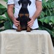 Dobermann szuka