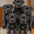 Cane Corso kölykök 