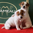 Jack Russell terrier kölykök