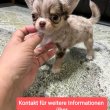 Imádnivaló csivava kölyök