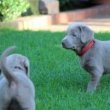 Labrador kölykök keresnek szerető otthont.