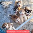 Szibériai husky kölykök szerető otthonra vágynak.