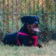 Eladó 20 hetes rottweiler szuka kiskutya 