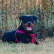 Eladó 20 hetes rottweiler szuka kiskutya 