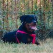 Eladó rottweiler szuka