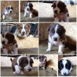 Border collie kiskutyák keresik új otthonukat 
