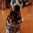 Dalmatian mastiff for sale female 