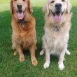 Golden Retriever puppies ready for adoption 