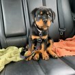 ROTTWEILER FOR SALE TO EXPERIENCE DOG OWNERS 