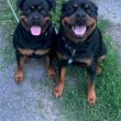 ROTTWEILER FOR SALE TO EXPERIENCE DOG OWNERS 