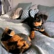 ROTTWEILER FOR SALE TO EXPERIENCE DOG OWNERS 