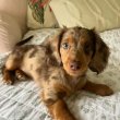 Long and smooth hair dachshund puppies 