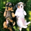 Long and smooth hair dachshund puppies 