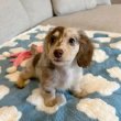 Dachshund puppies rehoming and adoption 