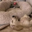 Dachshund puppies rehoming and adoption 