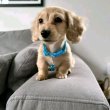 Dachshund puppies rehoming and adoption 