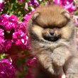 Pomerániai Boo – gyönyörű kölykök