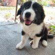 Border Collie kan kölyök 