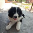 Border Collie kan kölyök 