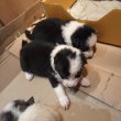 Border collie kiskutyák eladók!