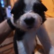 Border collie kiskutyák eladók!