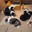 Border collie kiskutyák eladók!