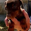 Dobermann kiskutyák