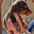 Dobermann kiskutyák