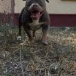 American bully lila tri szuka 